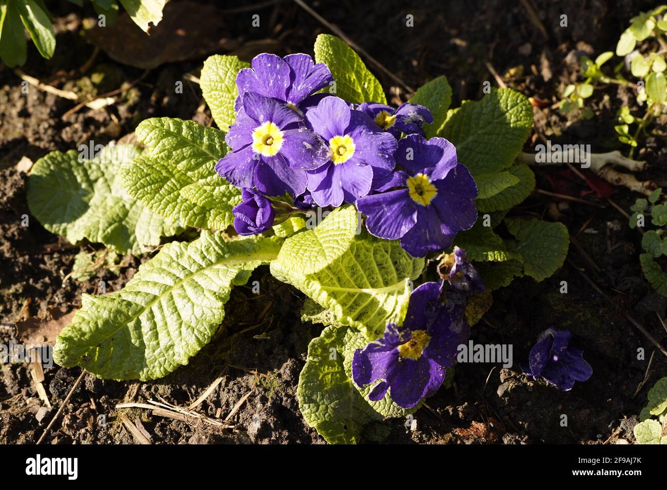 Blaue Primrose Stockfoto