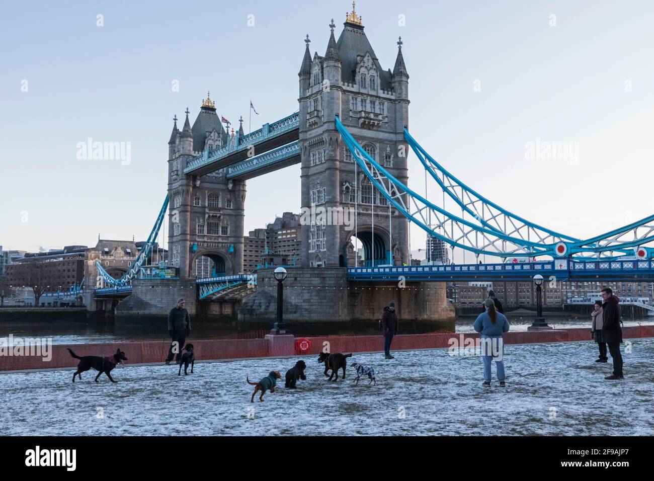 England, London, Gruppe von Menschen, die ihre Hunde vor der Tower Bridge im Schnee trainieren Stockfoto