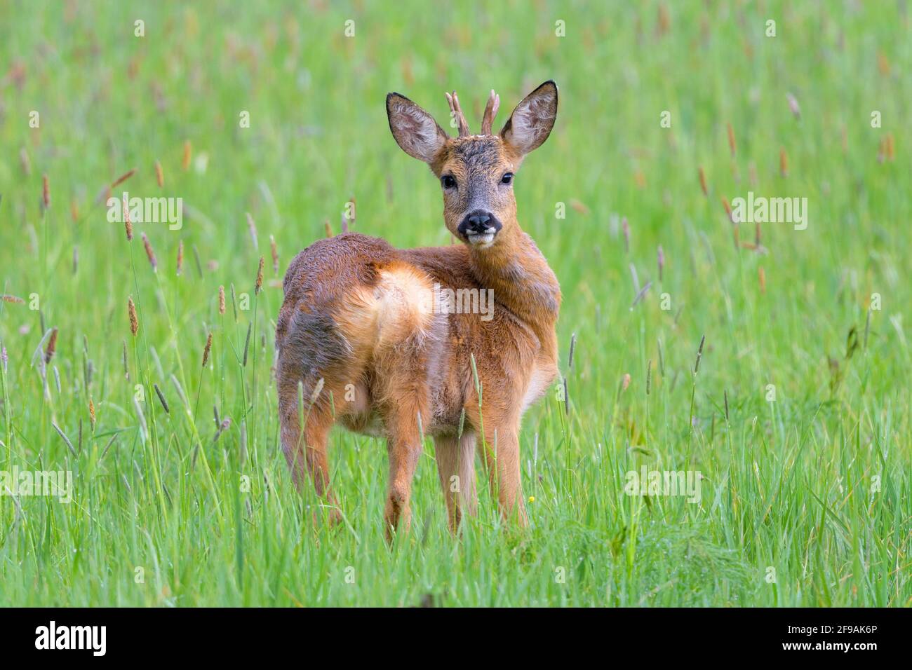 Roebuck (Capreolus capreolus) auf einer Wiese, April, Hessen, Deutschland Stockfoto