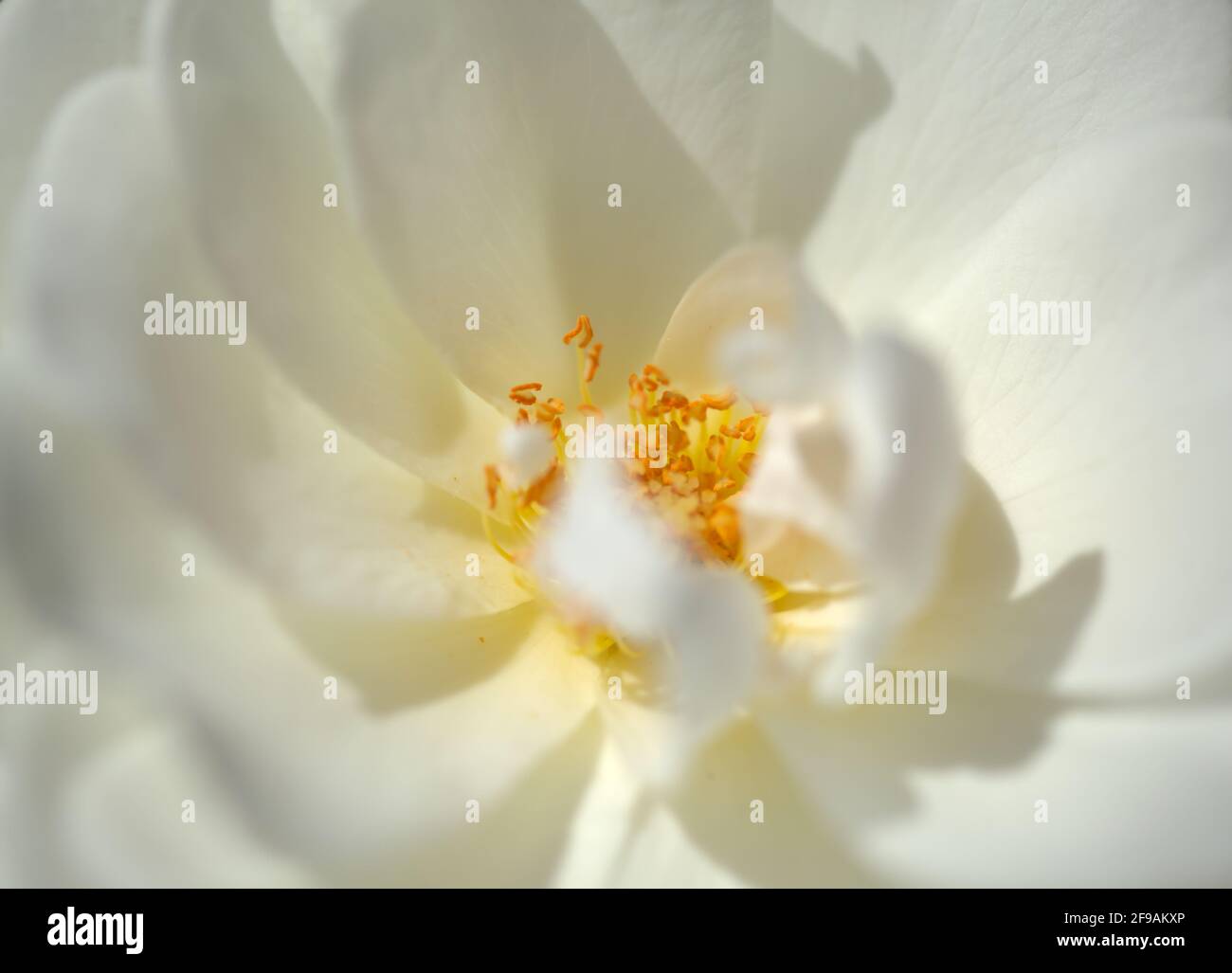 Sehr offene altmodische weiße Rose, natürlicher Makro-floraler Hintergrund Stockfoto