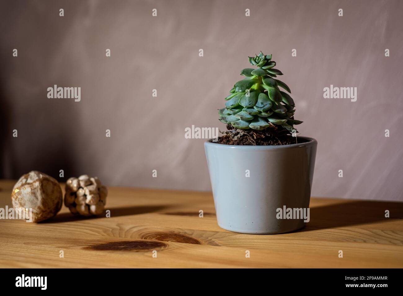 Stillleben: Blume auf Holzbrett vor strukturiertem Wandhintergrund Stockfoto