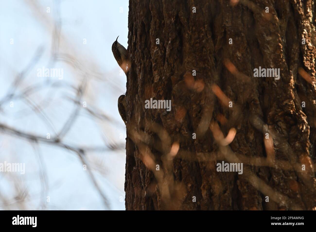 Zwei Baumkeuler, die einen Baum besteigen, einer hat eine Spinne im Maul Stockfoto