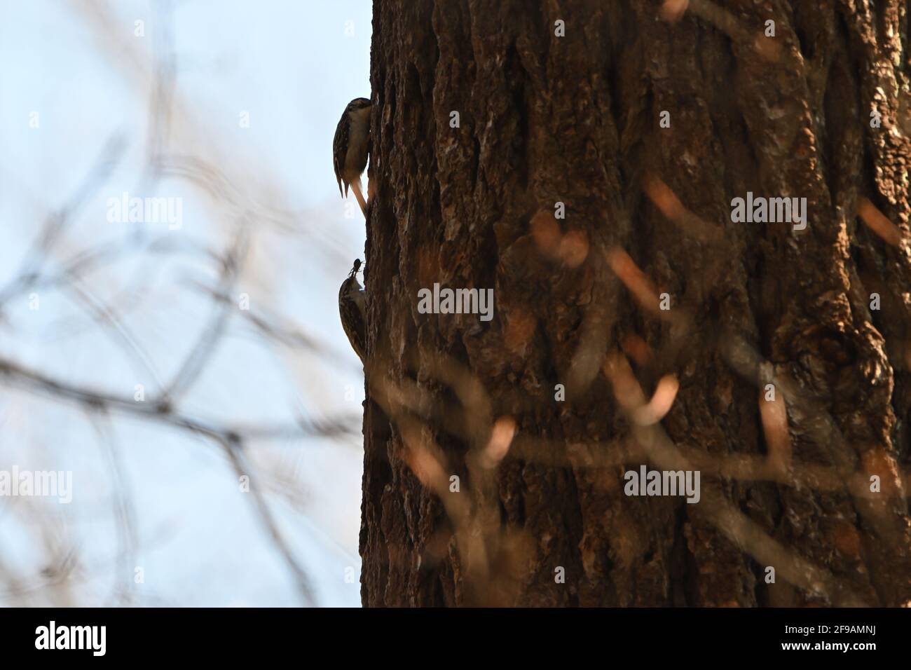 Zwei Baumkeuler, die einen Baum besteigen, einer hat eine Spinne im Maul Stockfoto