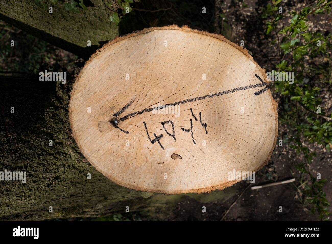 Wachstumsringe eines 40 Jahre alten Baumes. Stockfoto