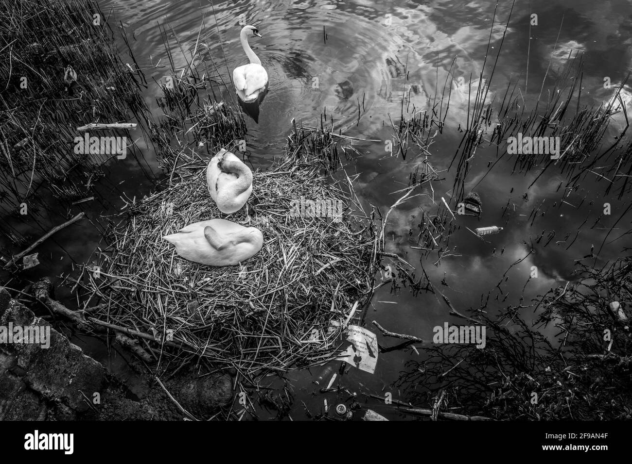 Weibliche stumpfe Schwanin sitzt auf ihrem Nest in einem mit Plastik verschmutzten See. Stockfoto