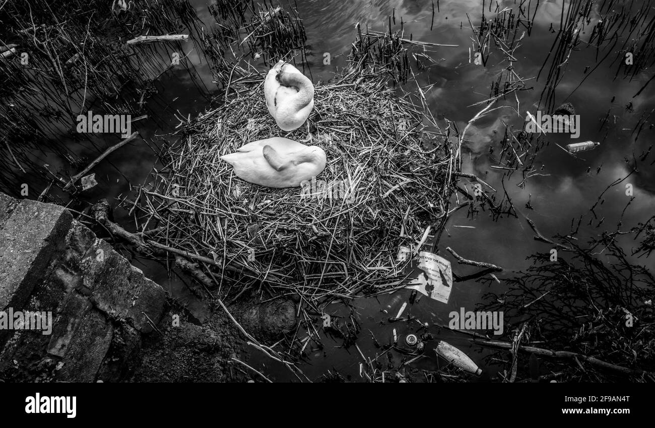 Weibliche stumpfe Schwanin sitzt auf ihrem Nest in einem mit Plastik verschmutzten See. Stockfoto