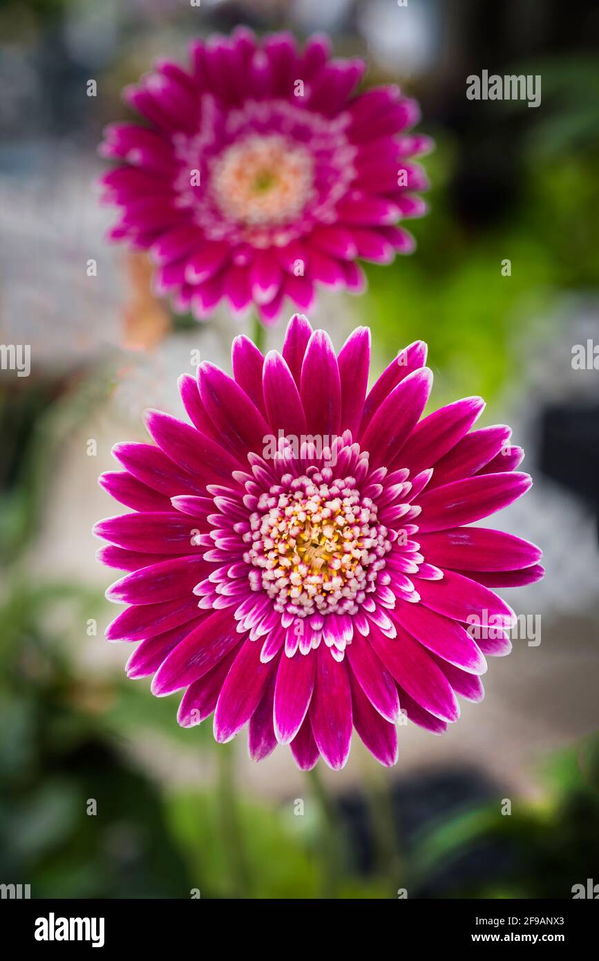 rosa Blume Stockfoto