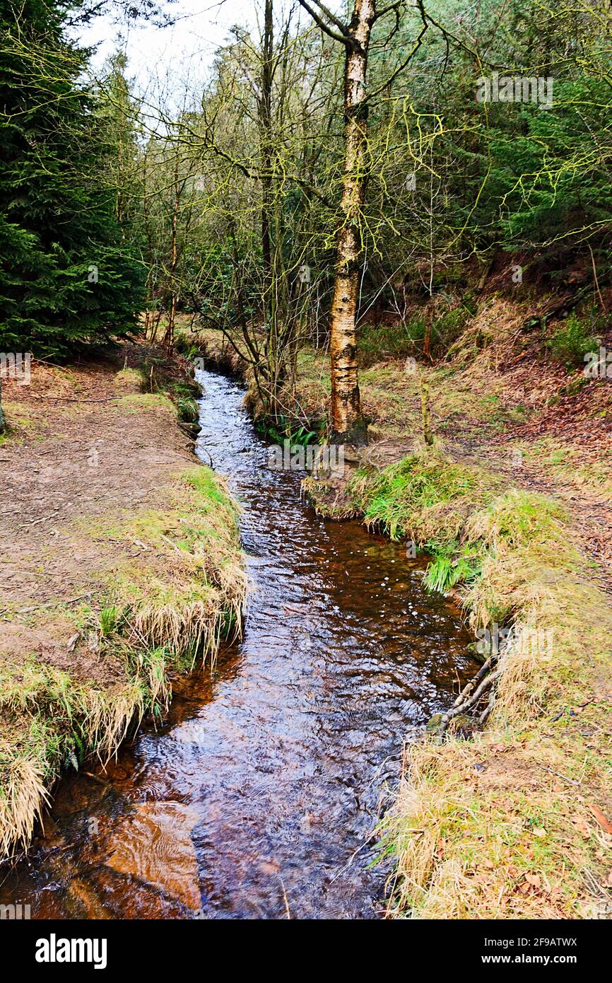 Kleiner Stearm in Cropton Forest North Yorkshire Stockfoto