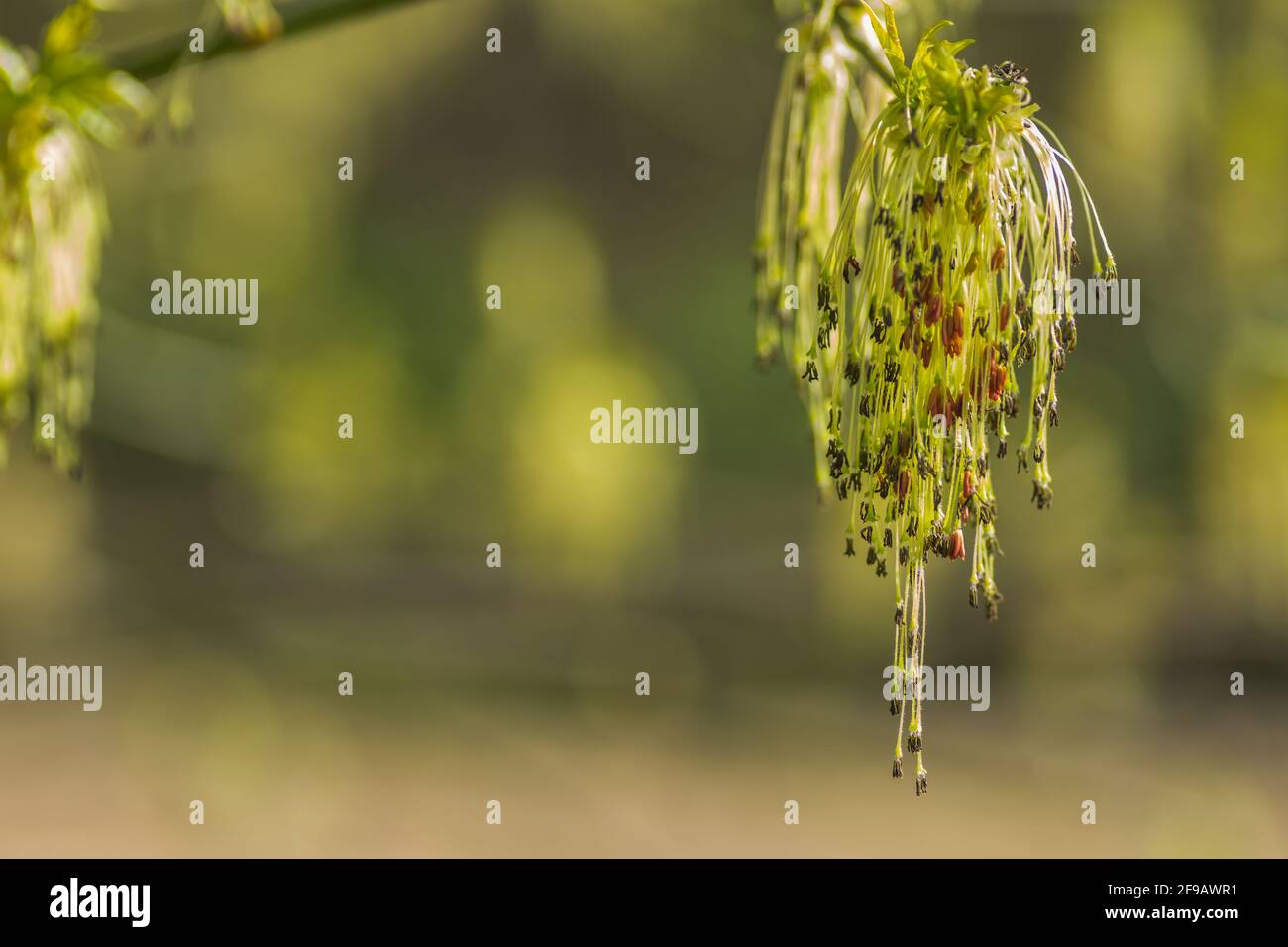 Pflanzen hängen von einem Baum in der Natur in der Feder Stockfoto