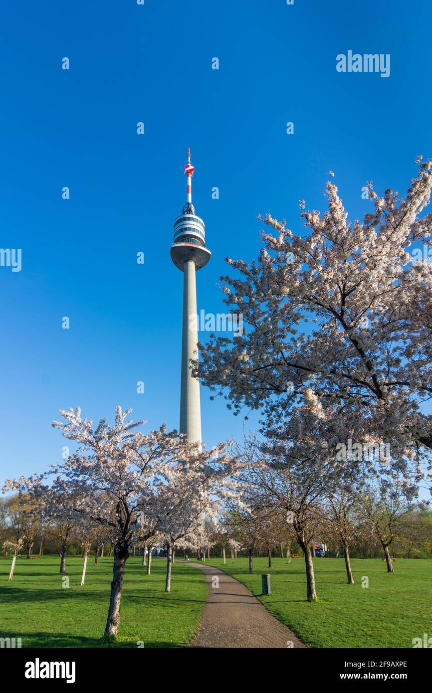 Wien, Wien: Kirschbaumblüte im Park Donaupark, Donauturm 22. Donaustadt, Wien, Österreich Stockfoto