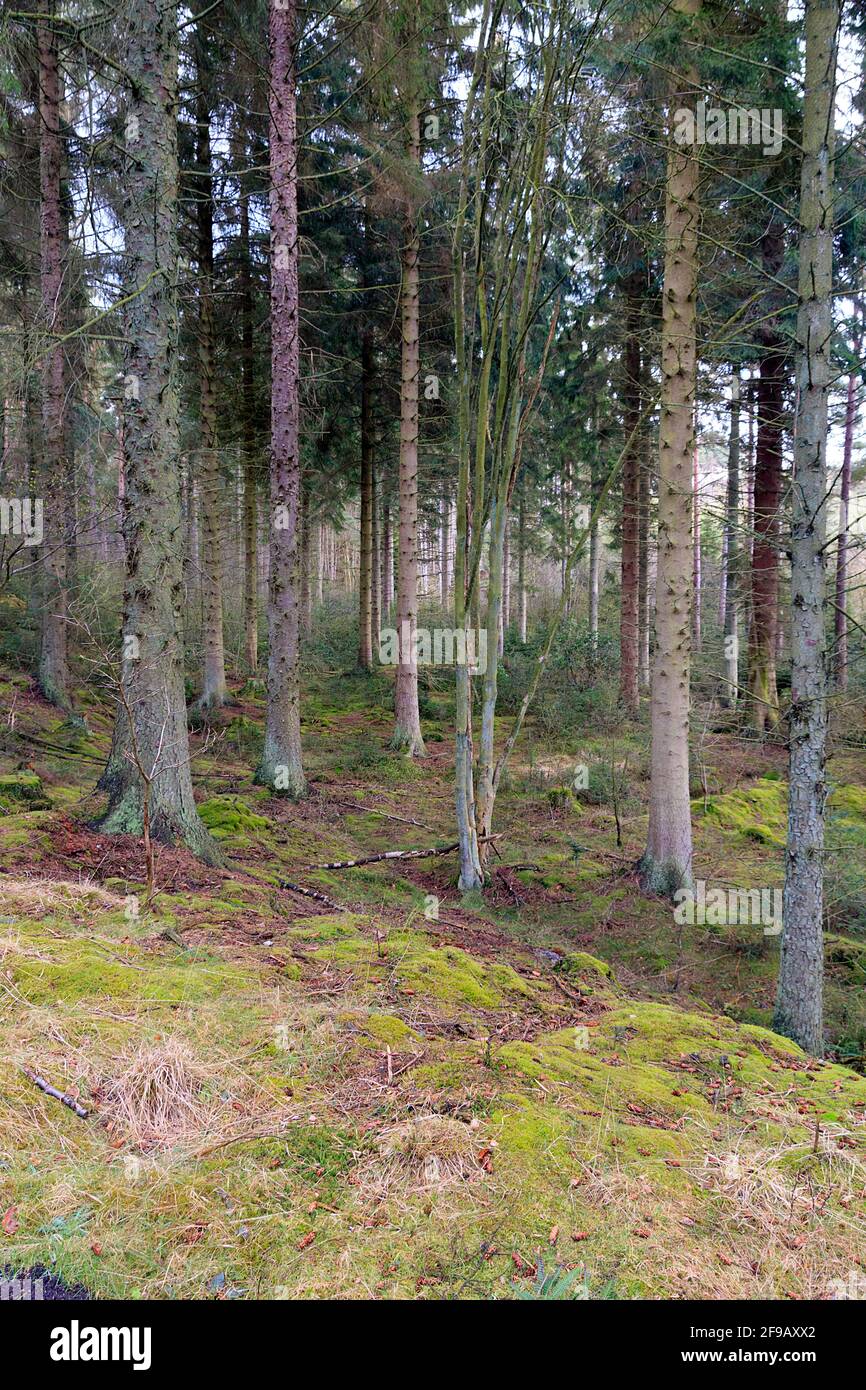 Bäume in Cropton Forest North Yorkshire Stockfoto