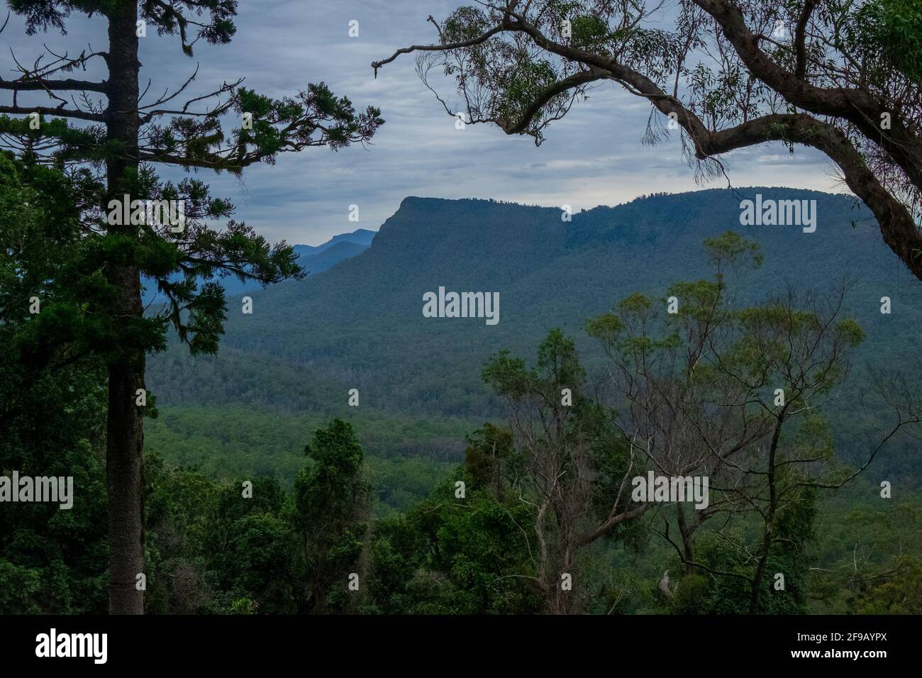 Blick vom Norden auf den Cuthbertson Peak, eingerahmt von Bäumen. Stockfoto