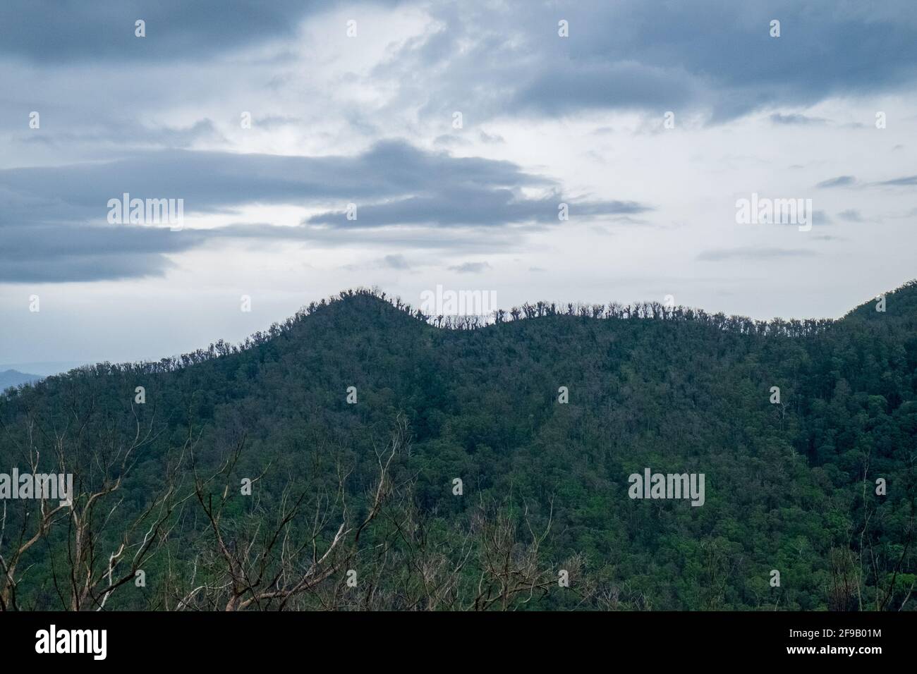 Mt Cuthbertson Ridge vom Mt Mitchell Trail. Stockfoto