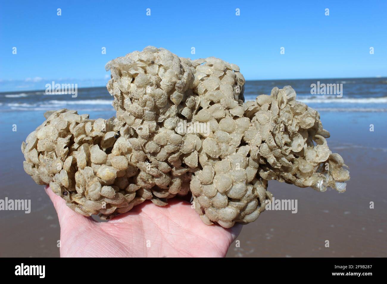 Sea Wash Ball, Eierkoffer von Common Whelk Buccinum undatum in New Brighton, The Wirral, Großbritannien Stockfoto
