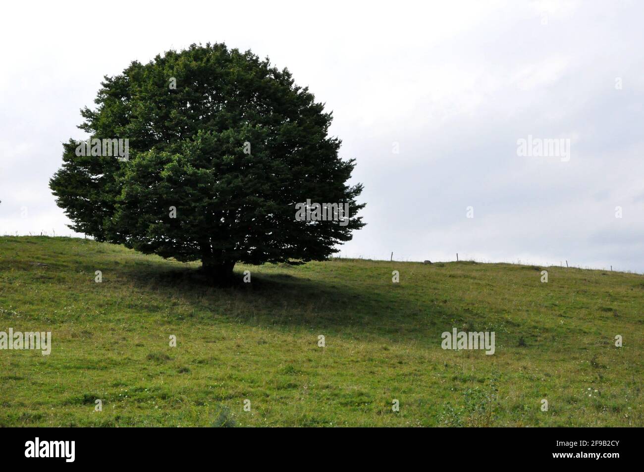 Ein einsamer Baum im Landschaftspark Suwałki, Polen, Europa. Stockfoto