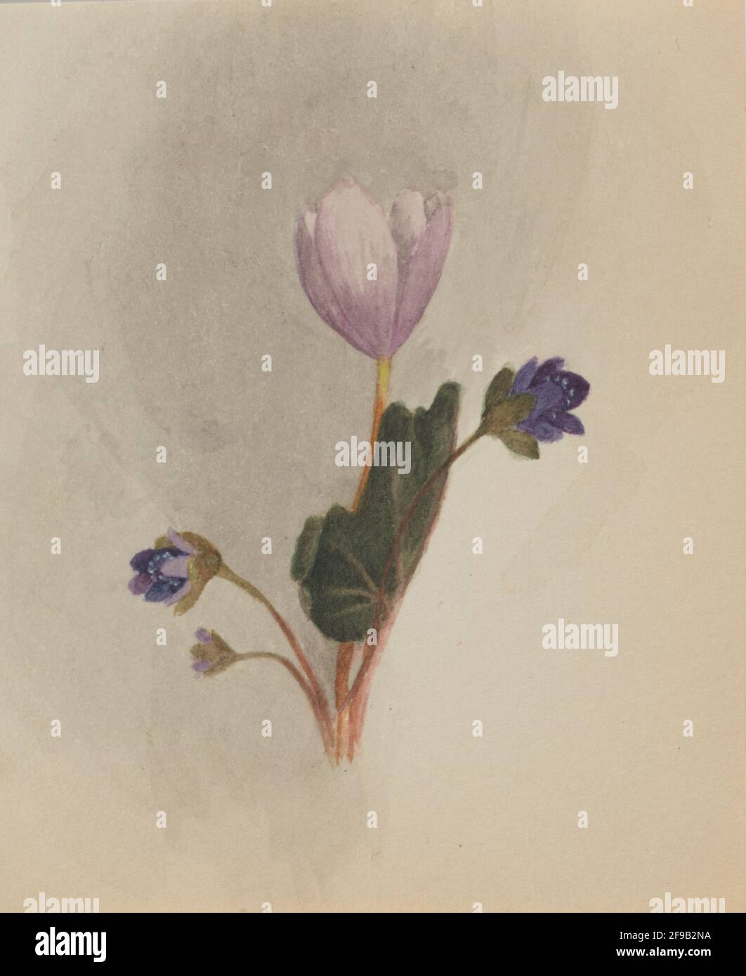 (Untitled--Flower Study), ca. 1876. Stockfoto