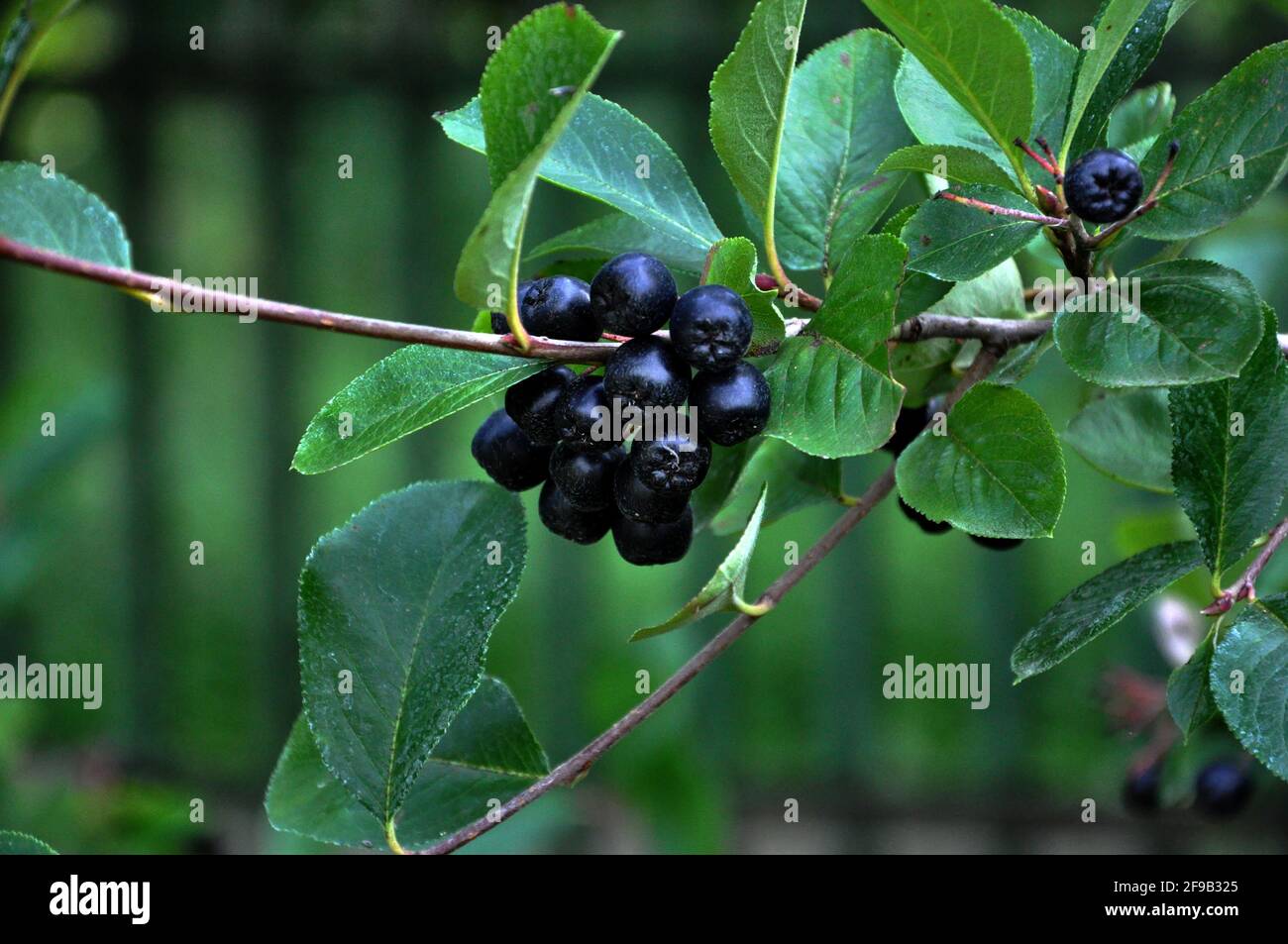 Sambucus nigra Früchte aus der Nähe Stockfoto