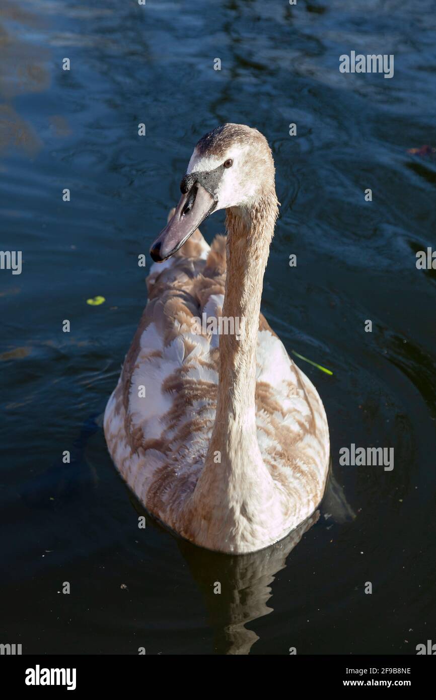 Großbritannien, England, London, Norwood Green, Juvenile Mute Swan beim Schwimmen in der Nähe der Norwood Road Bridge Stockfoto