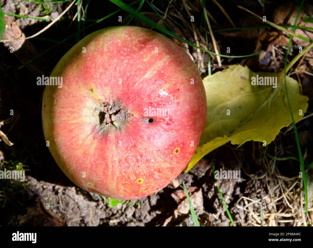 Roter Apfel mit Wurmloch, der bei Sonnenschein auf Gartenboden liegt Stockfoto