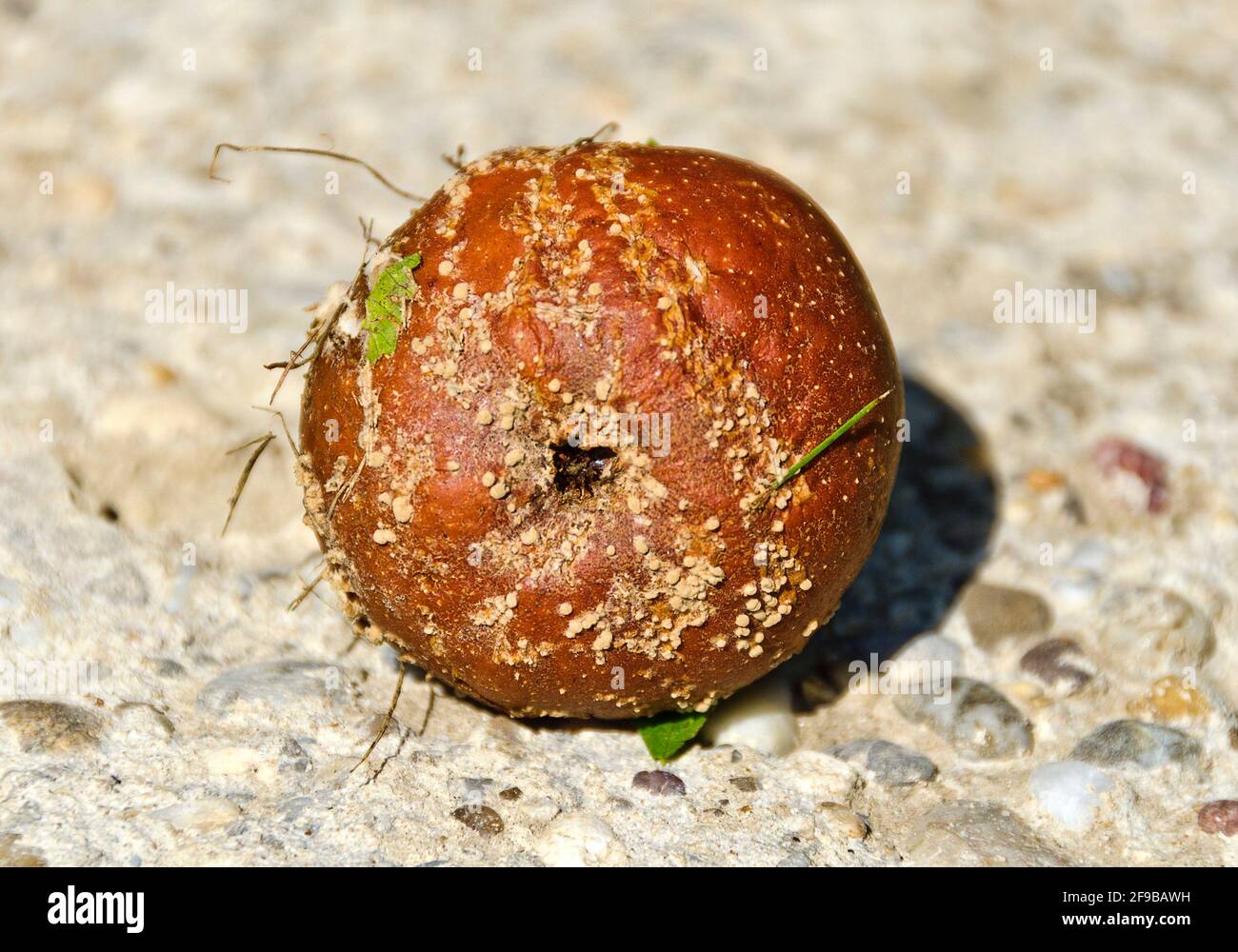 Fauler brauner Apfel mit Pilzwachstum auf altem Beton Stockfoto