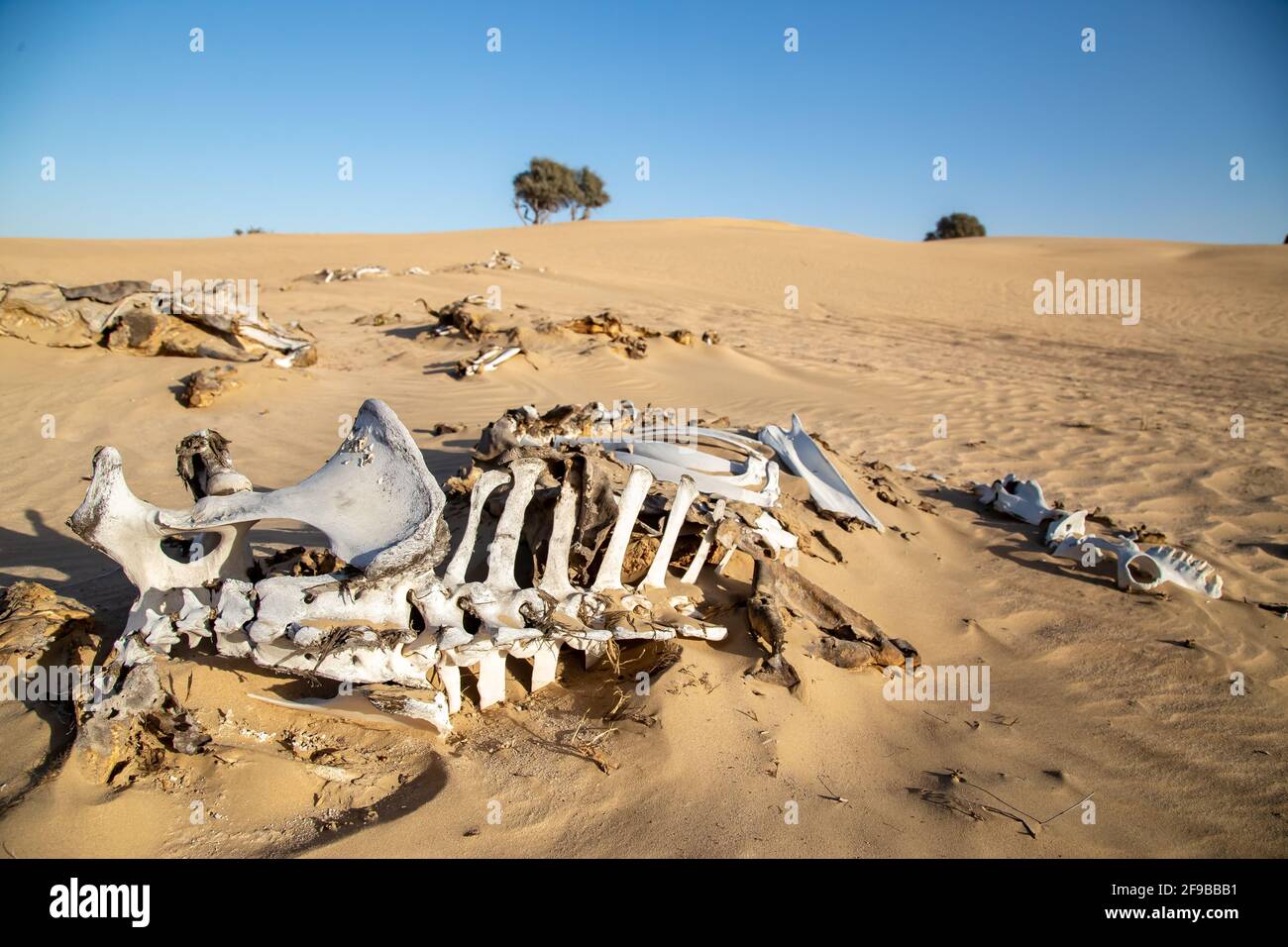 Zersetzter Kamel in Deser Stockfoto