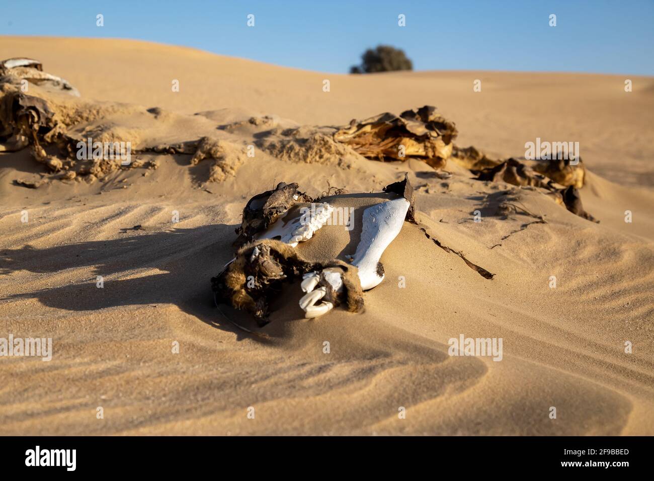 Zersetzter Kamel in Deser Stockfoto