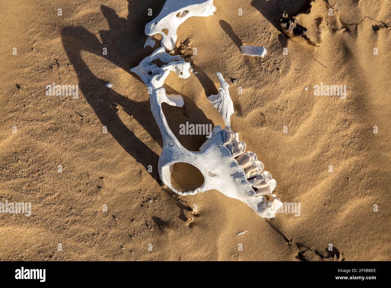 Zersetzter Kamel in Deser Stockfoto
