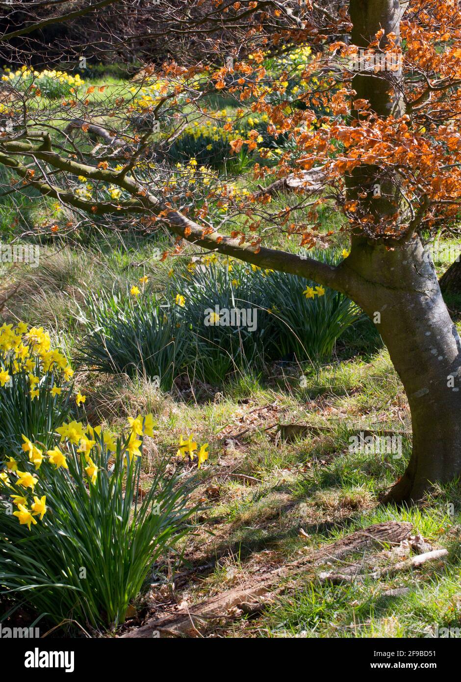 Daffodil Woodland in Spring, Midlothian, Schottland Stockfoto