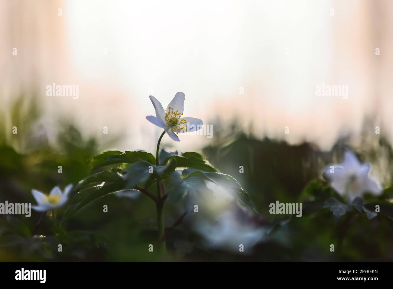 Weiße Blüten von Anemone nemorosa mit dem verschwommenen Hintergrund des Himmels. Sonniger Frühlingstag. Majestätische Natur Bokeh. Eichenwald. Ort Ort Ukraine, EUR Stockfoto