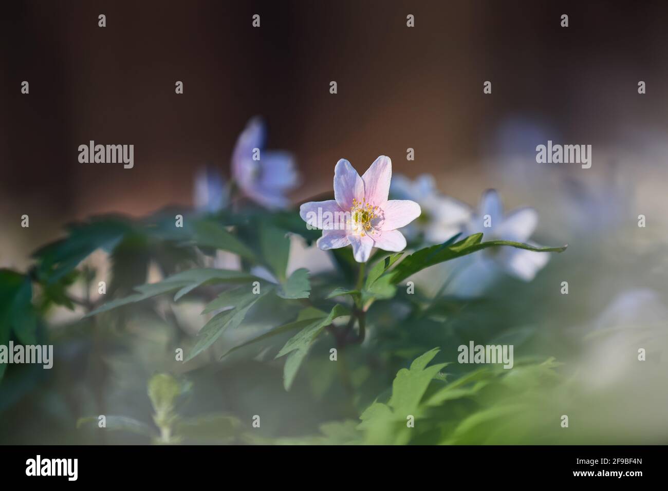 Frühe Frühlingsblume rosa Anemone nemorosa auf dem Hintergrund von Bokeh grünen Gras. Majestätische Naturtapete mit Waldblumen. Blumenfrühling. Stockfoto