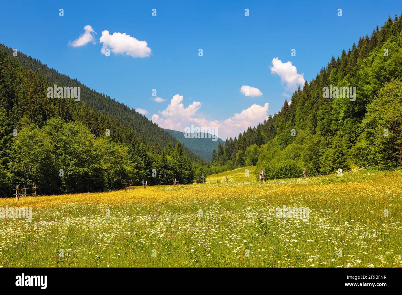 Straße mit einem Holzzaun in einem Feld mit gelben Blumen. Der schöne Blick auf die Landschaft der hohen Berge in den sonnigen Tag ist von der grünen va geöffnet Stockfoto