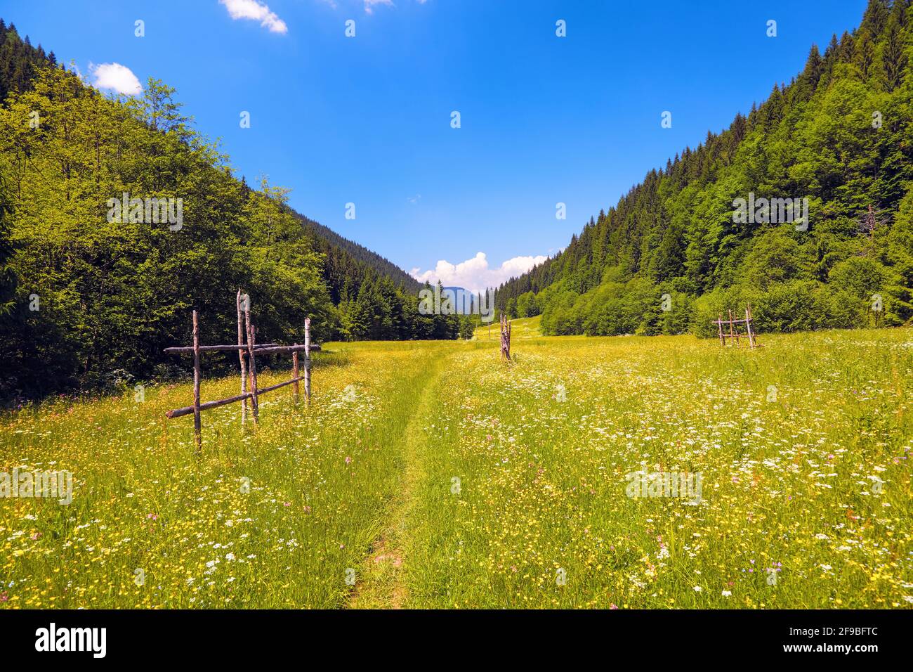 Straße mit einem Holzzaun in einem Feld mit gelben Blumen. Der schöne Blick auf die Berglandschaft ist am sonnigen Tag vom grünen Tal aus geöffnet Stockfoto