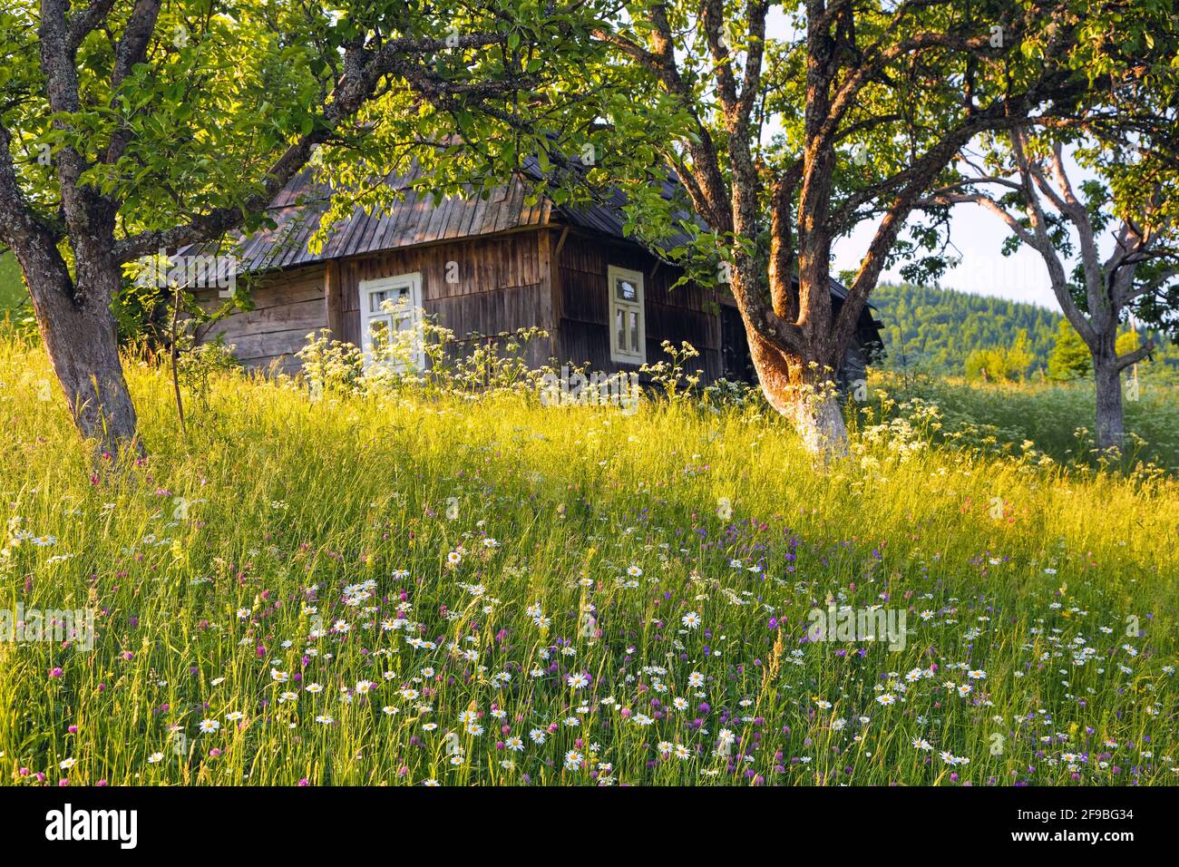 Ein altes Holzhaus. Majestätische Frühlings-sonnige Landschaft. Garten mit Obstbäumen, Blumen, Wald. Öko-Resort, entspannen Sie sich für Touristen. Lage die Karpaten Stockfoto