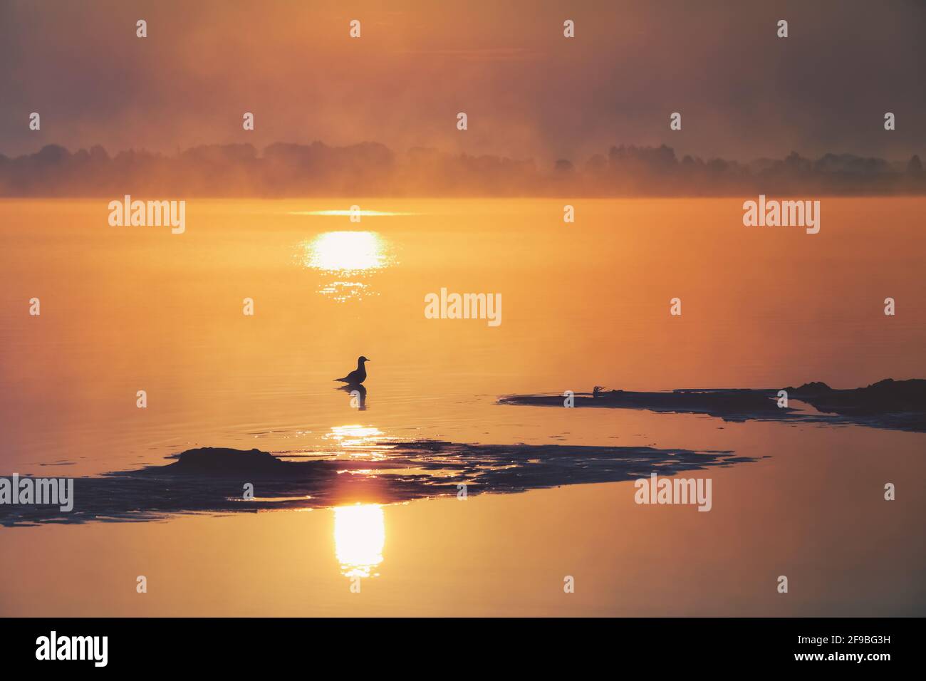 Der wunderschöne Sonnenuntergang spiegelt sich auf dem See wider. Wilde Ente im Wasser. Fantastischer Sommermorgen. Nebelwald. Naturlandschaft. Stockfoto