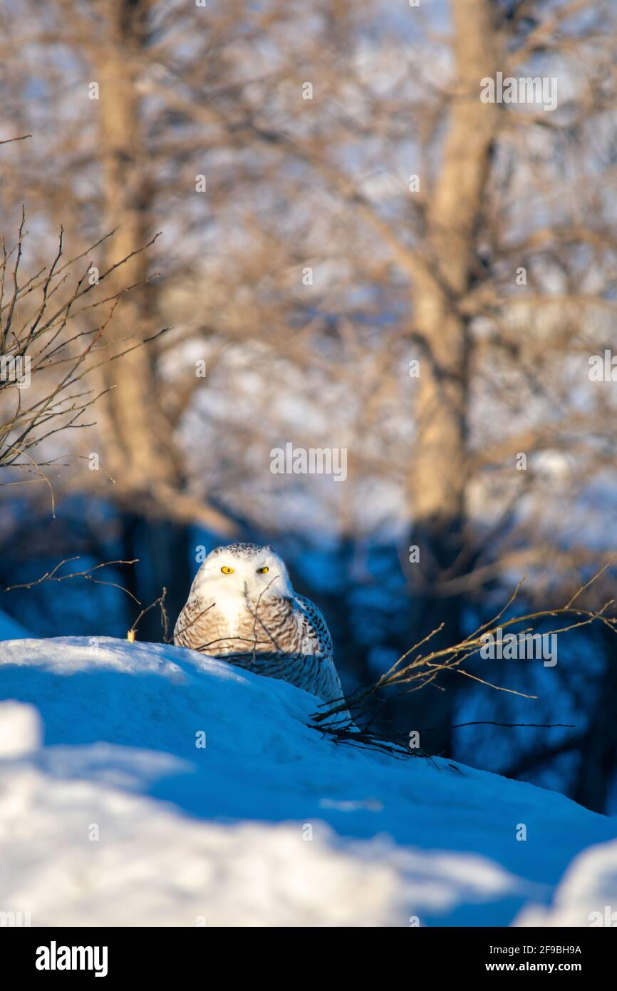 Eine verschneite Eule in Quebec City, Kanada Stockfoto