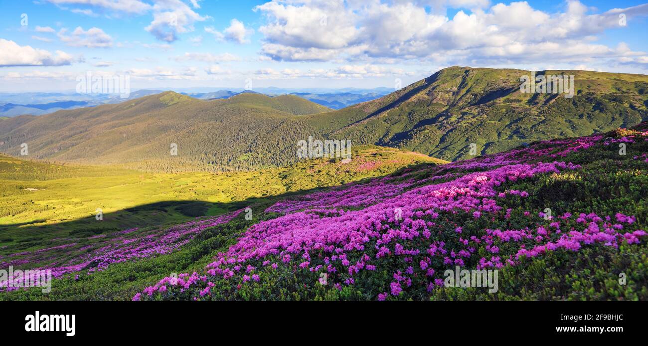 Panoramablick im Rasen mit Rhododendronblüten. Berglandschaften. Standort Karpatenberg, Ukraine, Europa. Schöne Sommertapete. Kol Stockfoto