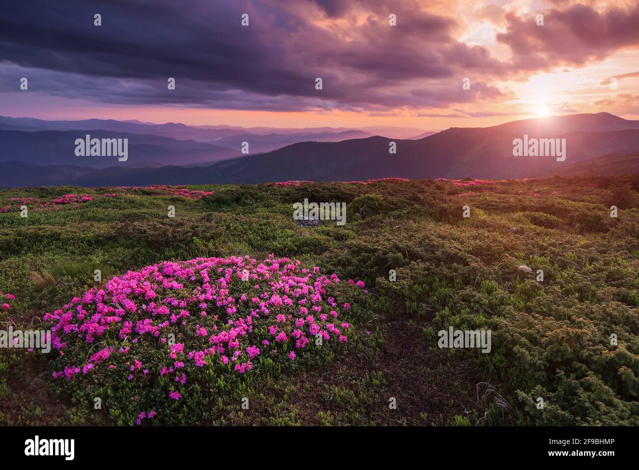Ein Rasen mit Blumen von rosa Rhododendron bedeckt. Landschaft des Sonnenaufgangs auf den hohen Bergen. Dramatischer Himmel. Toller Sommertag. Die Wiederbelebung des p Stockfoto