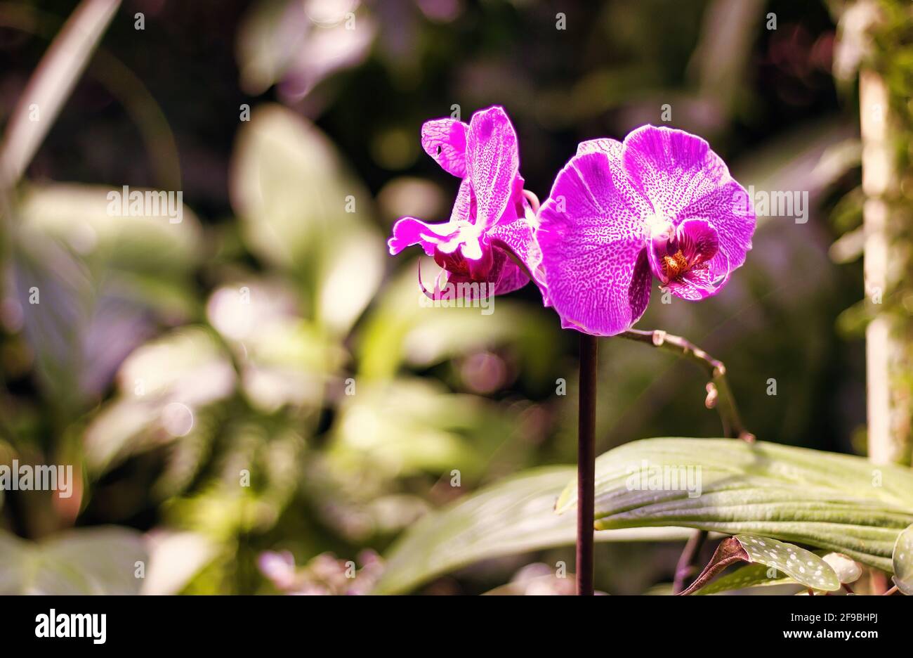 Selektiver Fokus einer Blume Doritaenopsis, abgekürzt DTPs. Im Gartenbauhandel, ist ein intergenerischer Hybrid zwischen den Orchideengattungen Doritis A Stockfoto