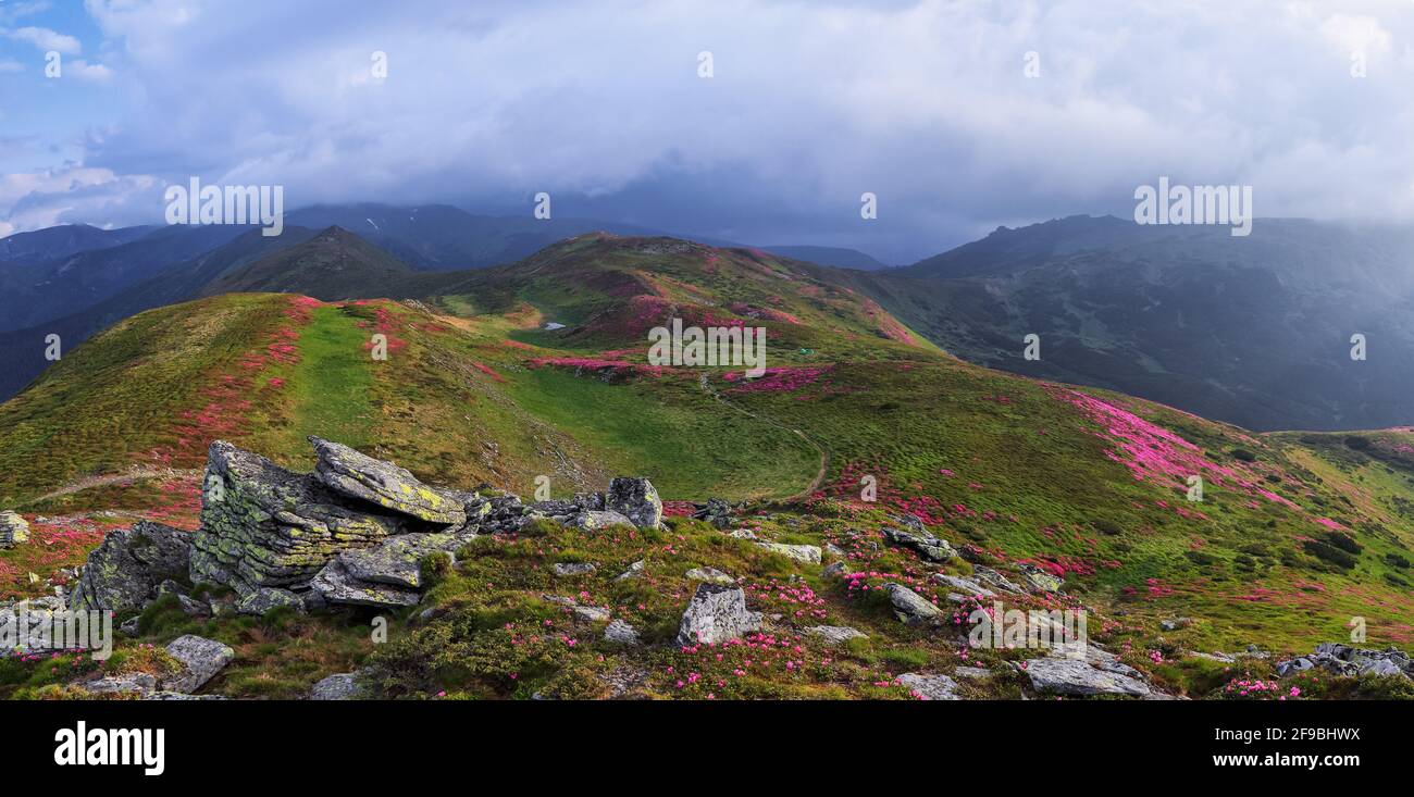 Majestätisches Foto der Berglandschaft. Die Rhododendronblüten wachsen an den Felsen. Panoramablick. Sommerlandschaft. Rette Die Erde. Konzept der Natur rebirt Stockfoto