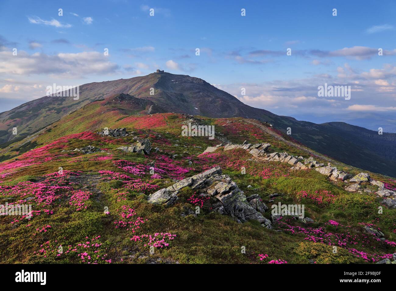 Majestätisches Foto der Berglandschaft. Die Rhododendronblüten wachsen an den Felsen. Sommerlandschaft. Rette Die Erde. Konzept der Wiedergeburt der Natur. Standort Karp Stockfoto
