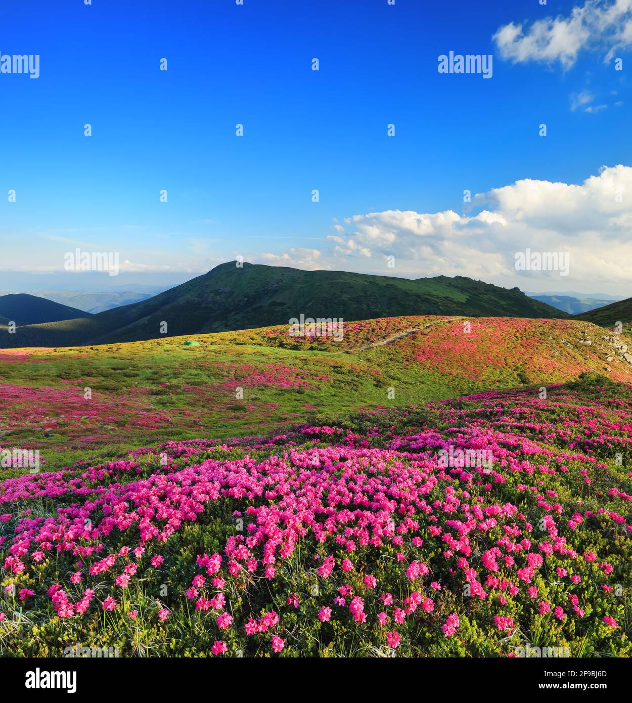 Berglandschaft. Fantastischer Sommertag. Die Rasenflächen sind von rosa Rhododendronblüten bedeckt, blauer Himmel mit Wolken. Konzept der Wiedergeburt der Natur. Lage Stockfoto