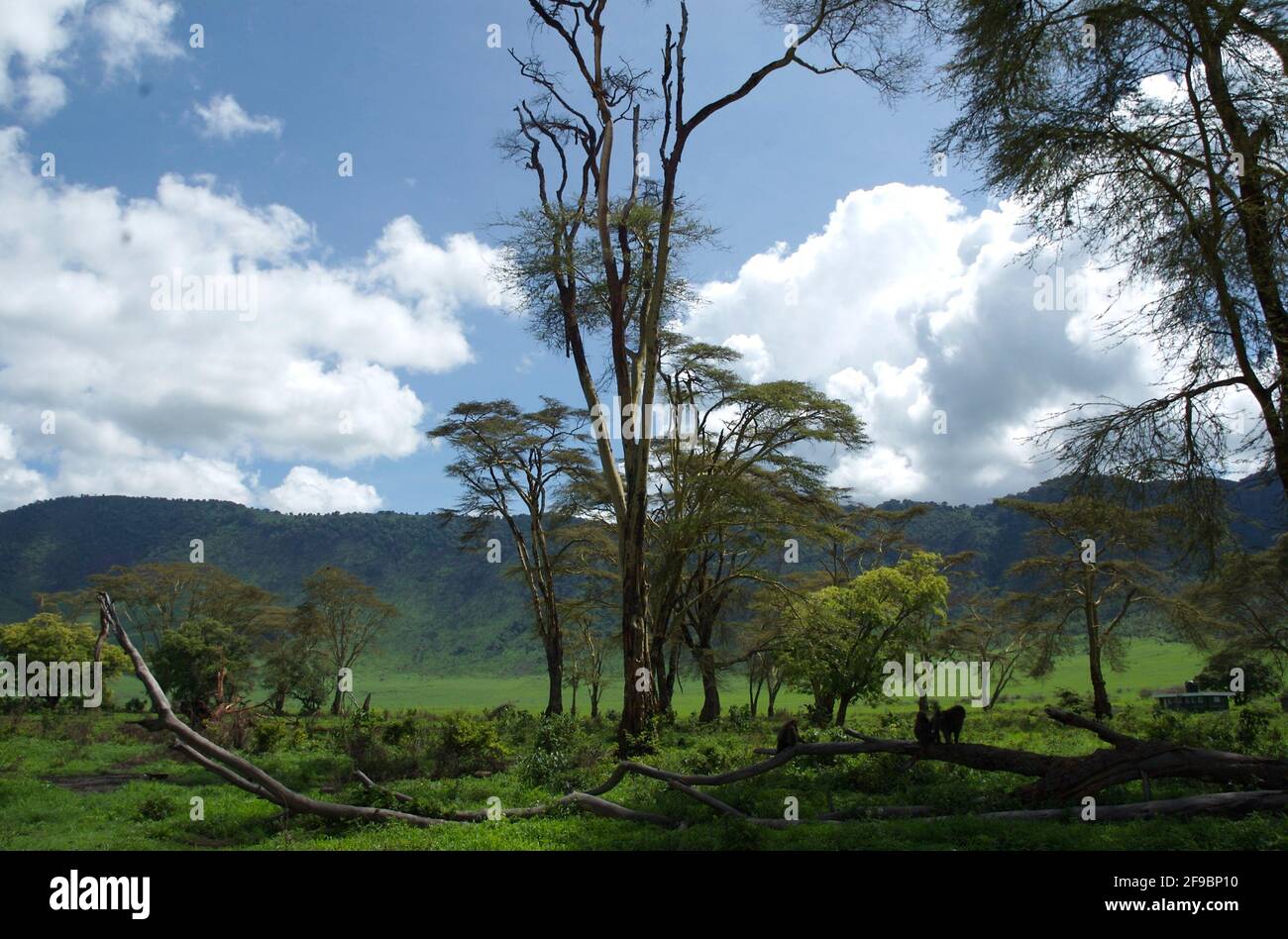 Ngorongoro Krater in Tansania Stockfoto