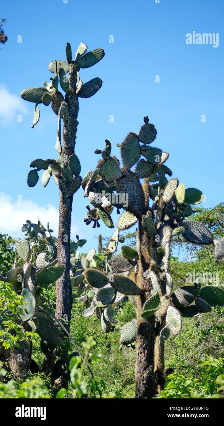 Kaktusbaum am Bahnhof Darwin in Puerto Lopez, Santa Cruz Island, Galapagos, Ecuador Stockfoto