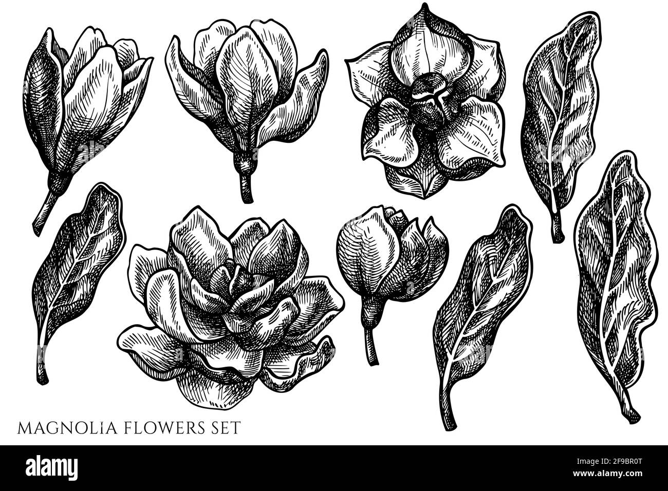 Vektor-Set von handgezeichneten schwarzen und weißen Magnolienblüten Stock Vektor