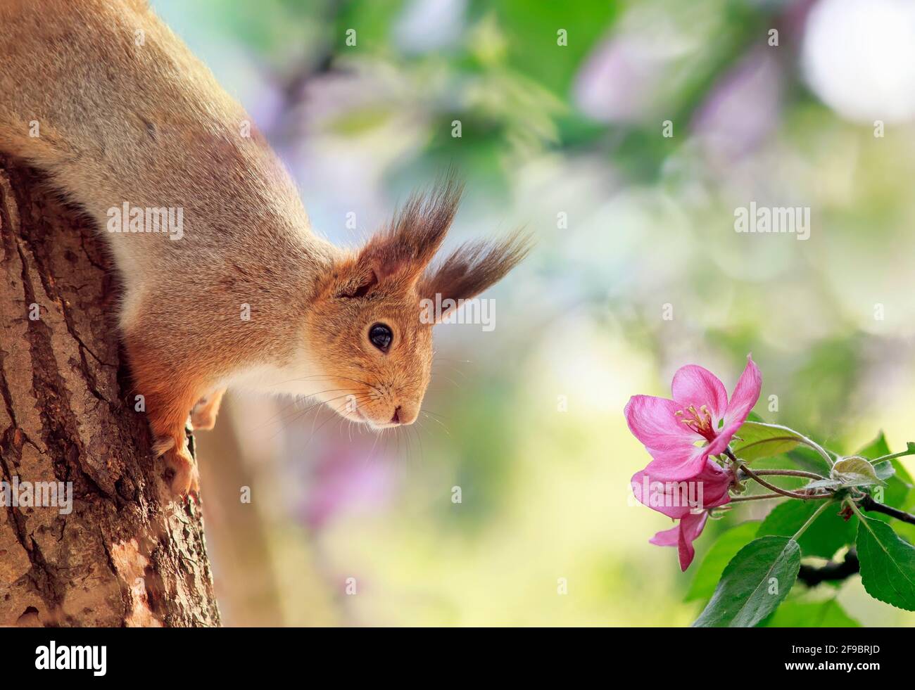 Niedliches rotes Eichhörnchen sitzt auf einem Apfelbaum zwischen Rosa Blumen in einem warmen Frühlingsgarten Stockfoto