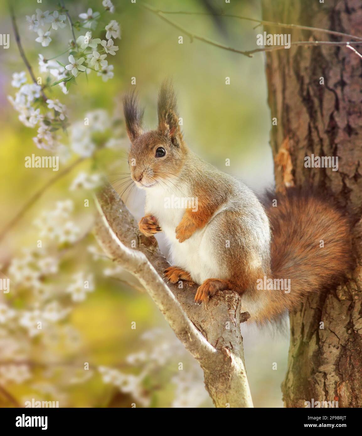 Niedliches rotes Eichhörnchen sitzt auf einem Kirschbaum zwischen Weiß Blumen in einem frühlingswarmen Garten Stockfoto