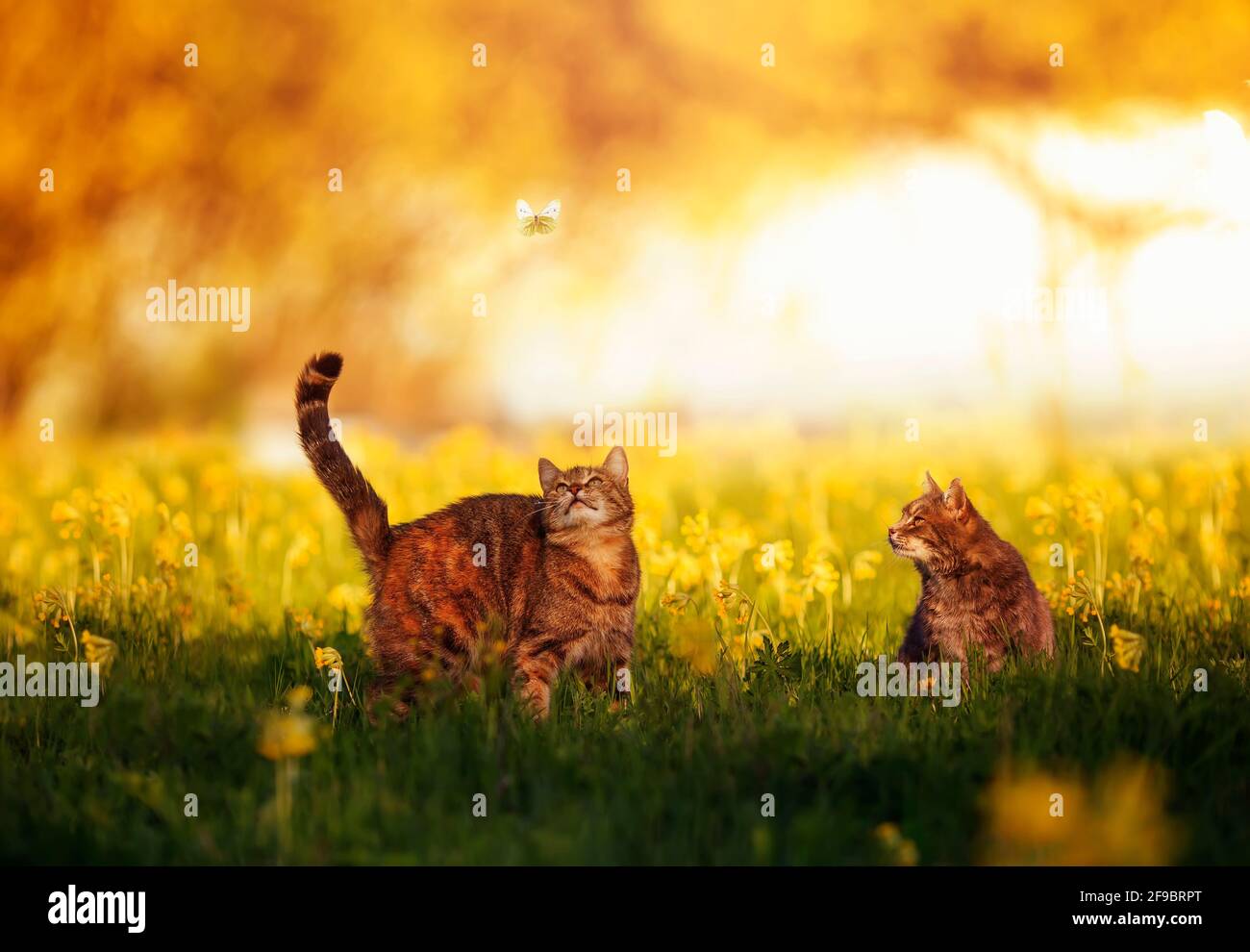 Zwei niedliche Tabby-Katzen wandern durch eine sonnige Sommerwiese Und beobachten Sie, wie ein weißer Schmetterling vorbeifliegt Stockfoto
