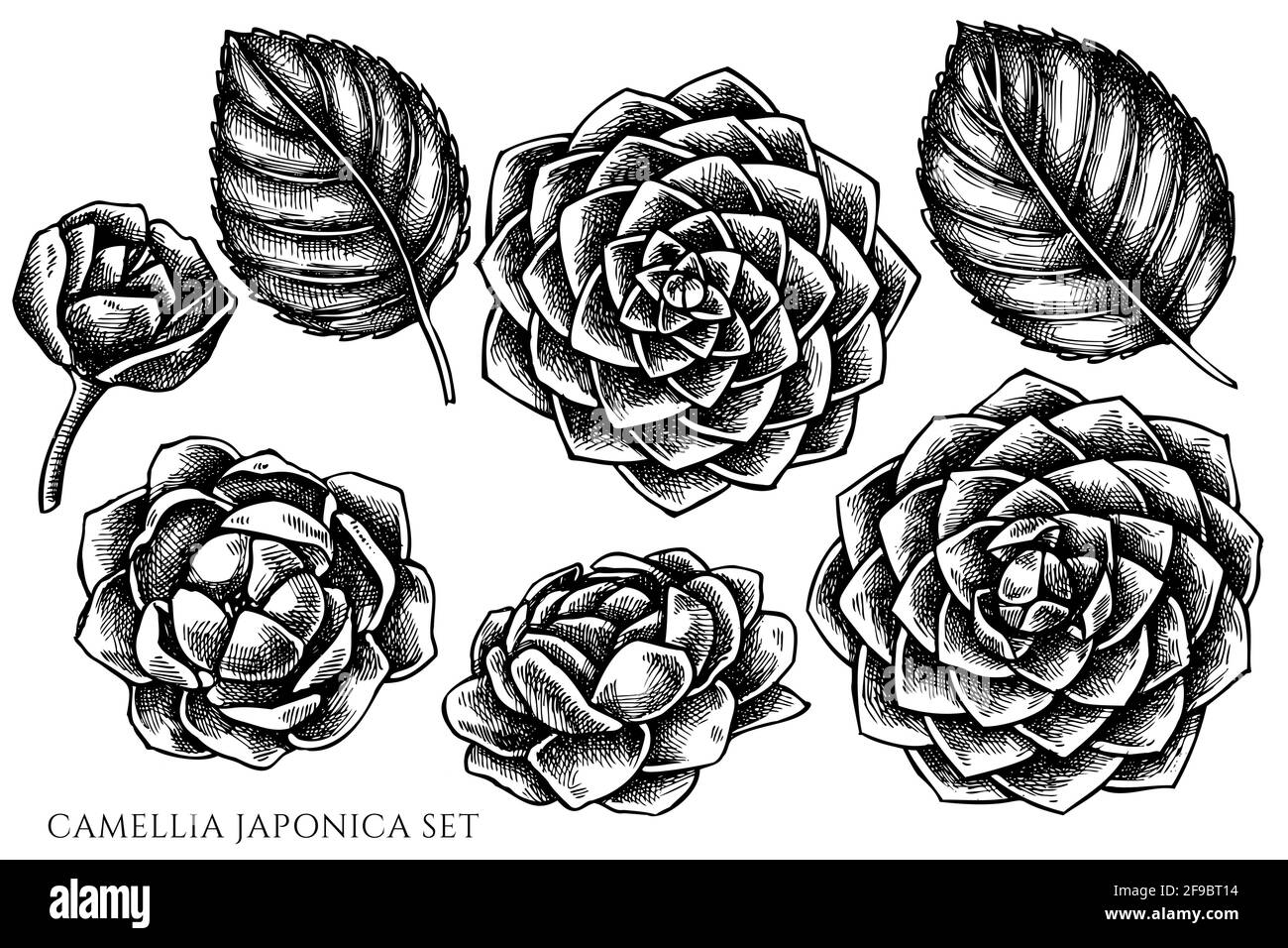 Vektor-Set von Hand gezeichnet schwarz und weiß Kamelie japonica Stock Vektor