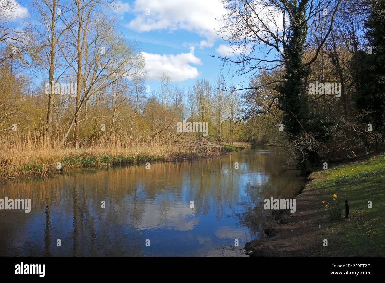 Ein Blick auf den kalkgespeisten Fluss Wensum im Frühjahr von der Ringland Lane in Costessey, Norfolk, England, Großbritannien. Stockfoto