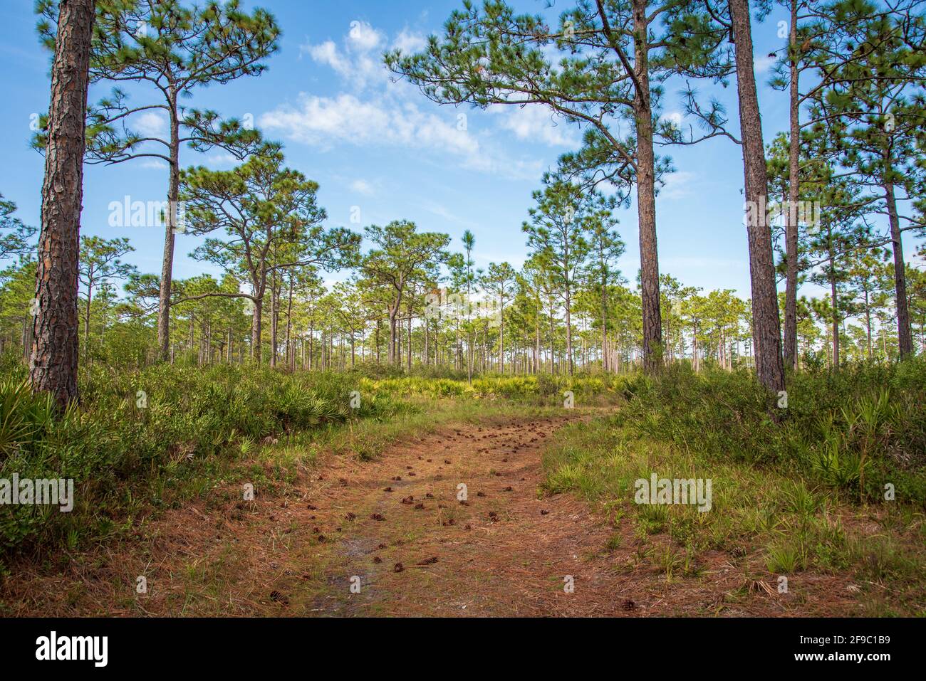 Landschaft von Rock Springs Run State Reserve im Zentrum von Florida. Stockfoto